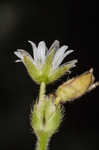 Fivestamen chickweed